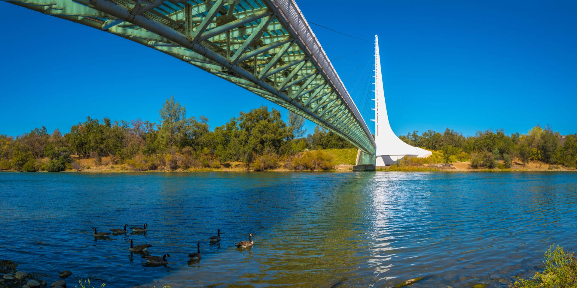 Wild animals and geese in Sacramento River in autumn, under Sundial Bridge in Redding, Northern California